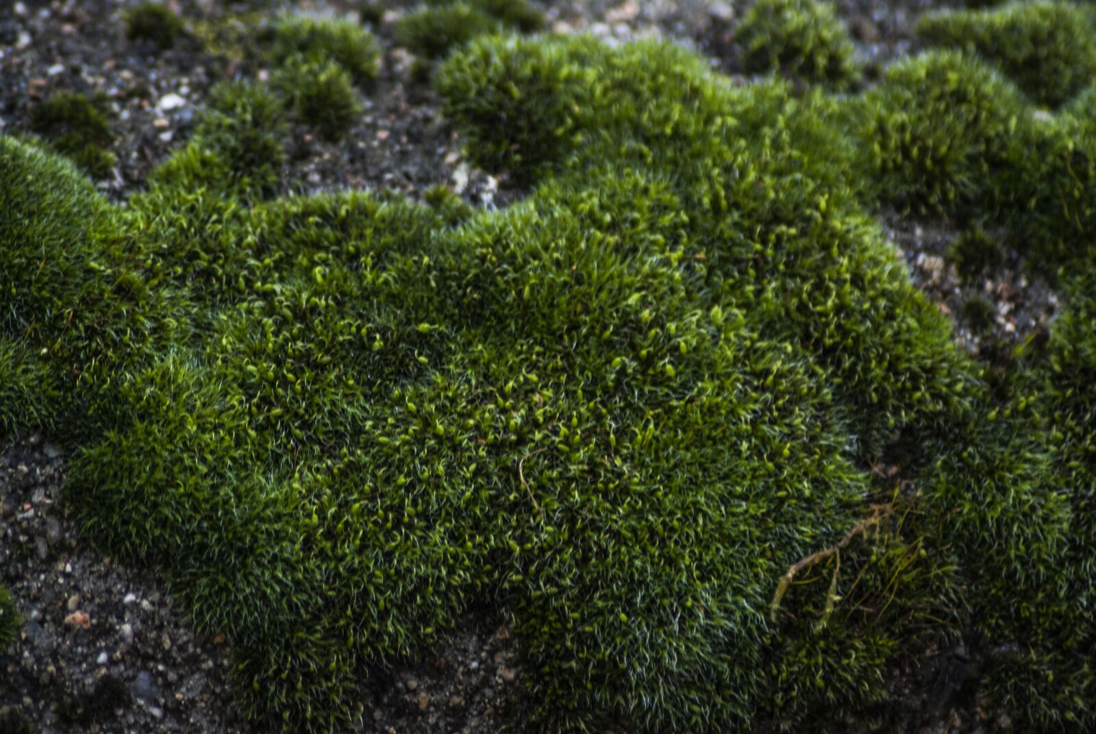 Nikon D60 sample photo. Nature, plant, leaf photography