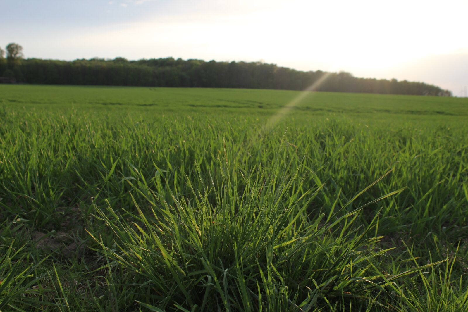 Canon EOS 1300D (EOS Rebel T6 / EOS Kiss X80) sample photo. Grass, panorama, field photography