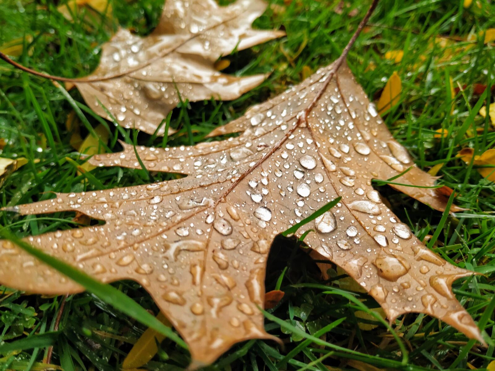 Xiaomi Mi A2 sample photo. Leaf, autumn, leaves photography