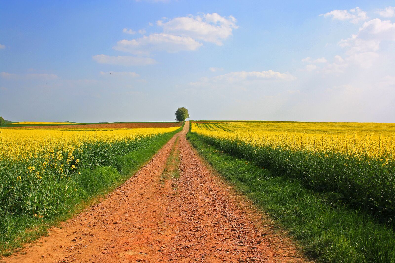 Canon EOS 1000D (EOS Digital Rebel XS / EOS Kiss F) sample photo. Field, agriculture, landscape photography