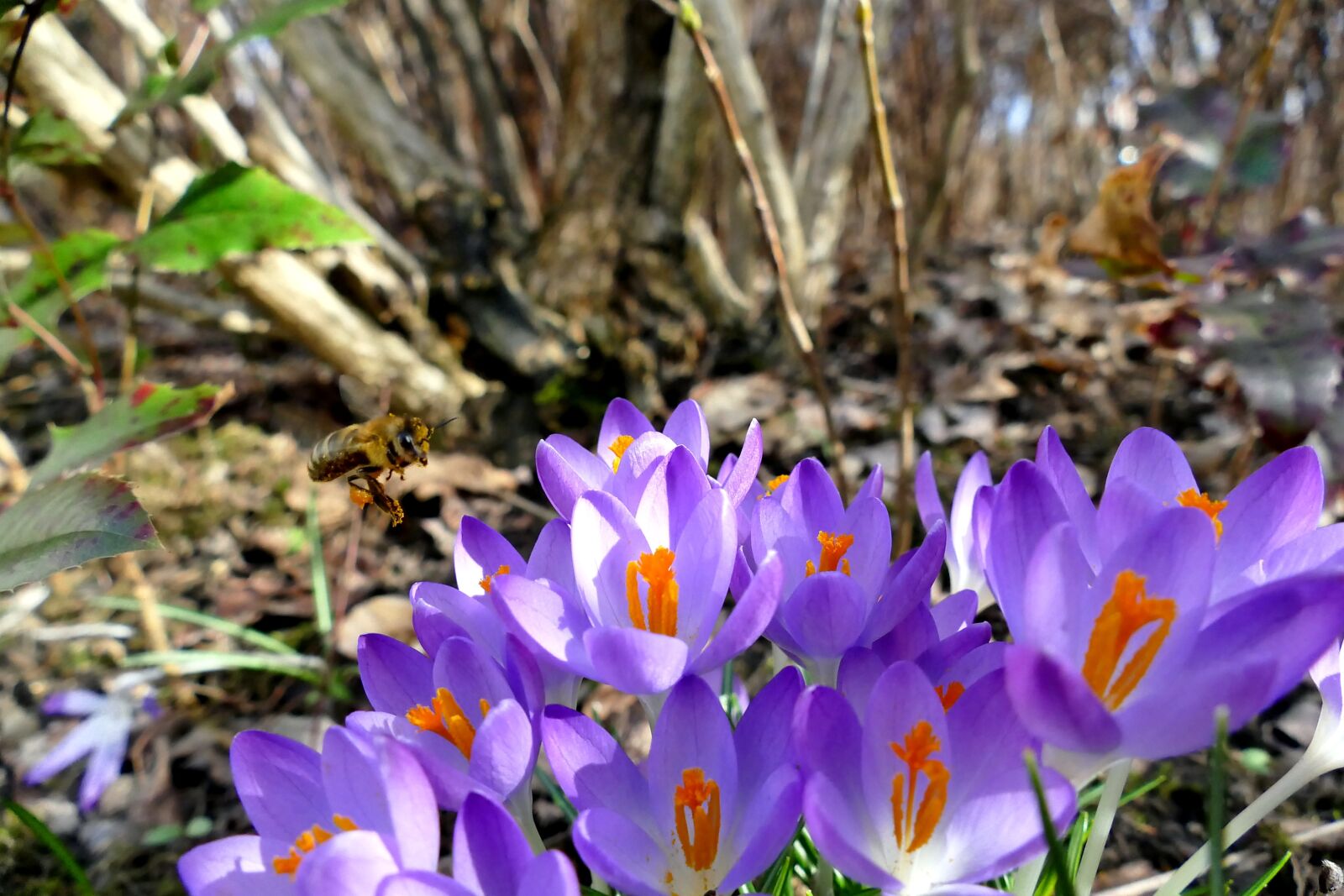 Panasonic Lumix DMC-FZ1000 sample photo. Nature, spring, crocus photography