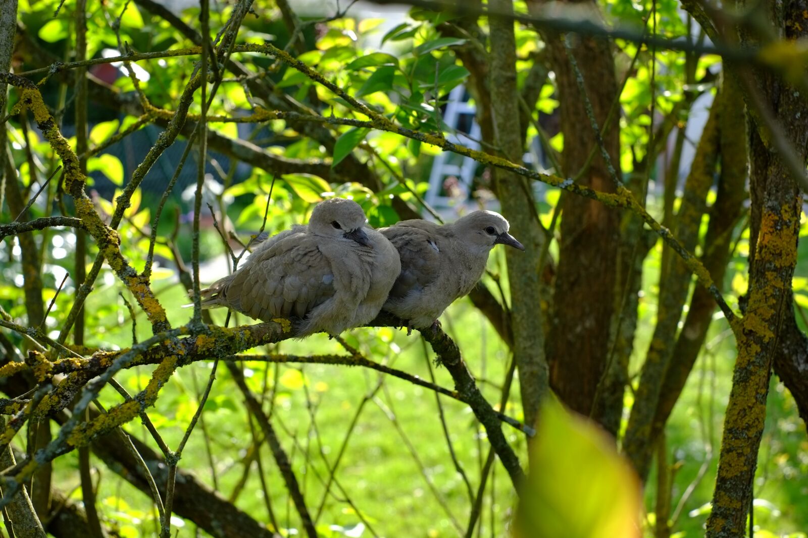 Fujifilm X-Pro1 + Fujifilm XF 35mm F1.4 R sample photo. Nature, bird, couple photography