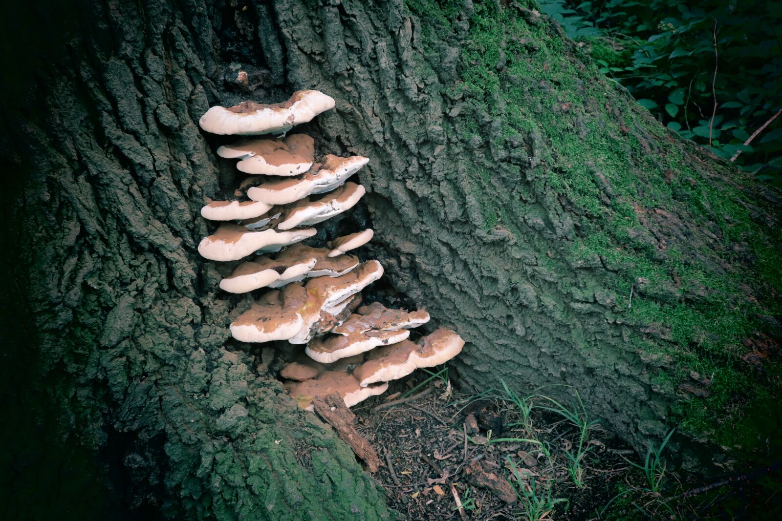 Canon EOS M3 + Canon EF-M 15-45mm F3.5-6.3 IS STM sample photo. Forest, tree, mushrooms photography