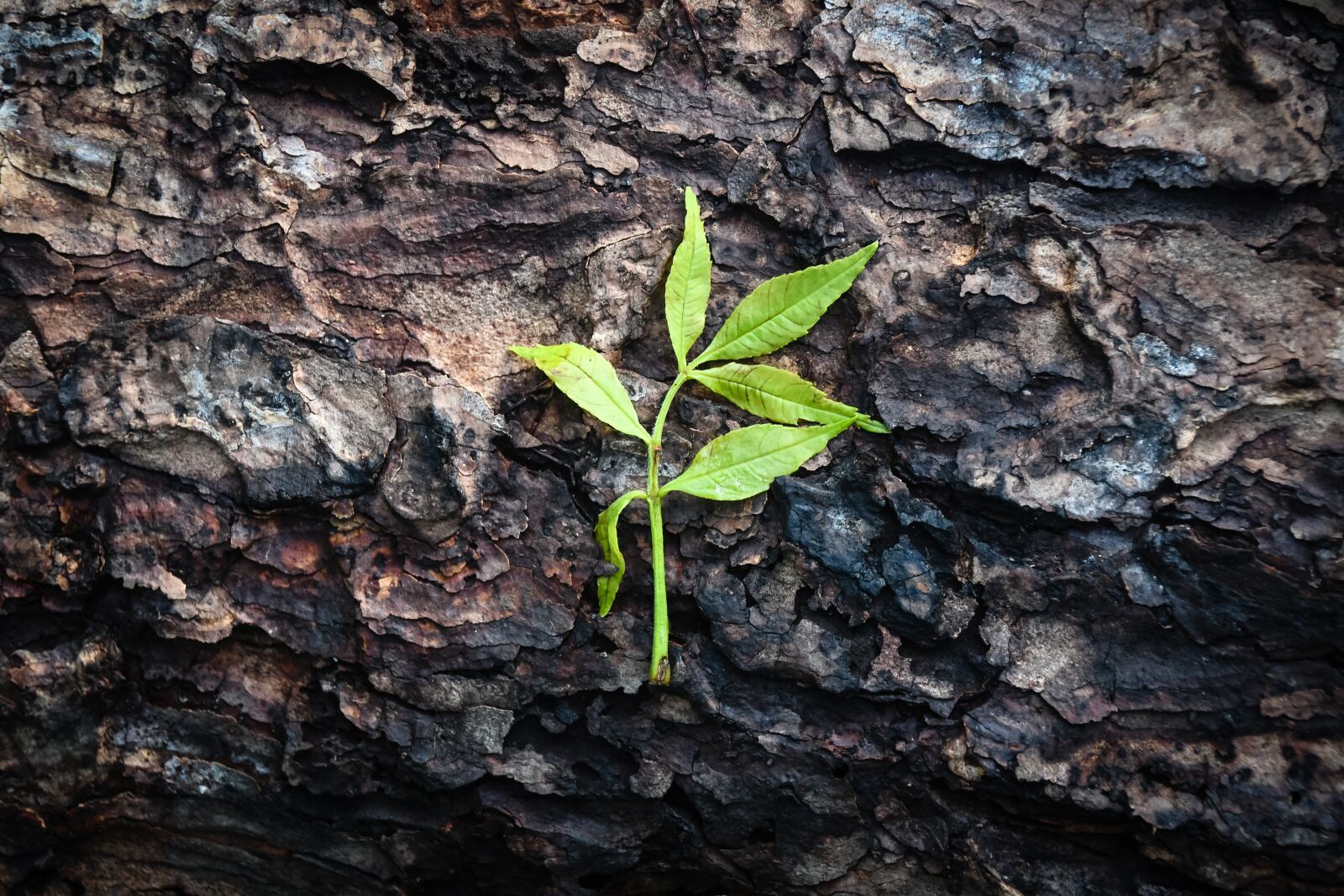 Nikon D500 sample photo. Green, brown, leaf photography