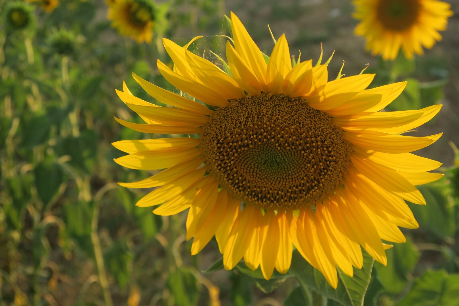 Canon PowerShot G7 X sample photo. Sunflower, plant, nature photography