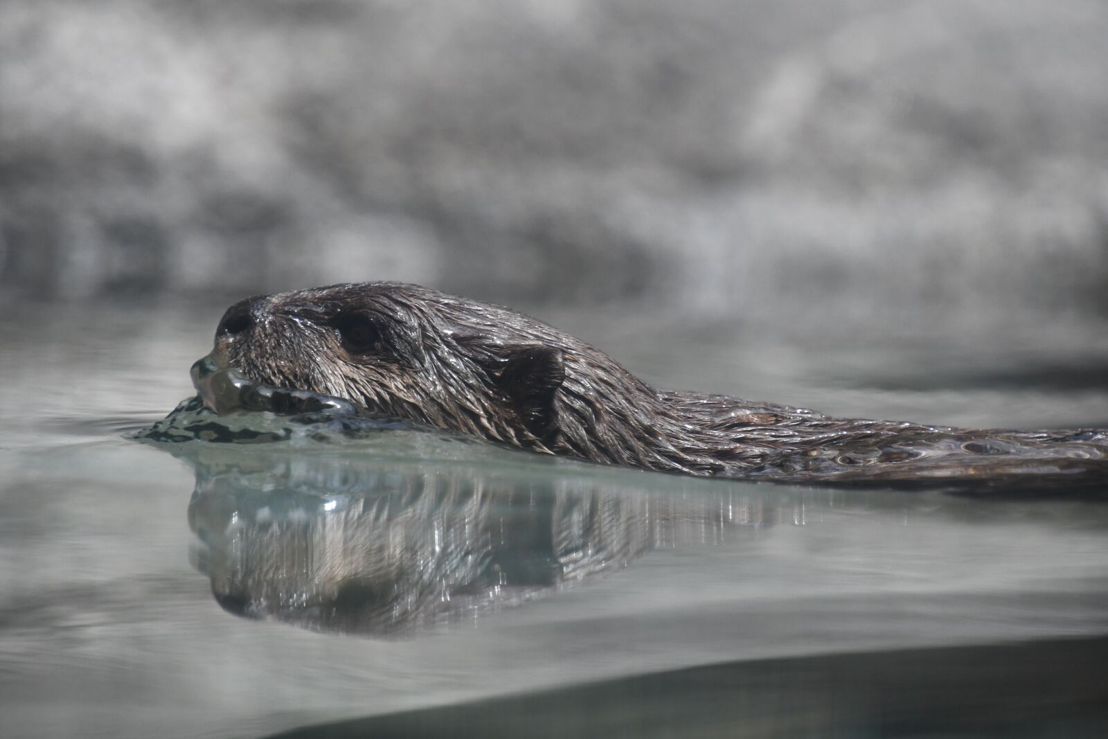 Nikon D7500 sample photo. Otter, animal, zoo photography