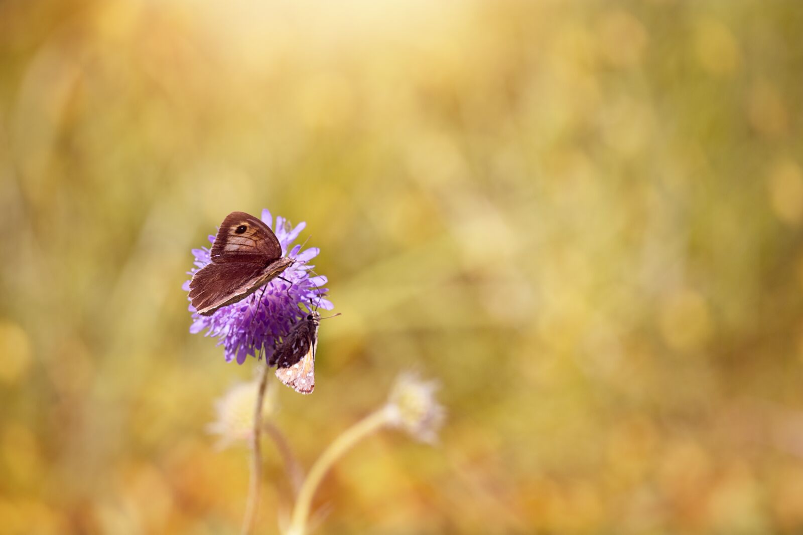 Nikon D7100 sample photo. Butterflies, flower, blossom photography