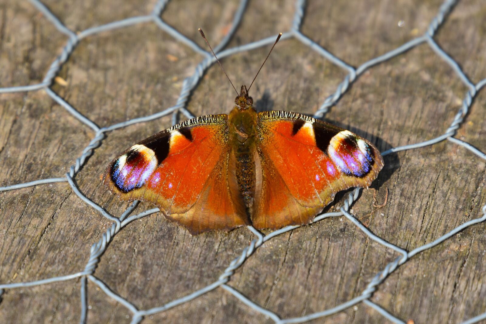 Nikon D750 sample photo. Peacock butterfly, insect, animal photography