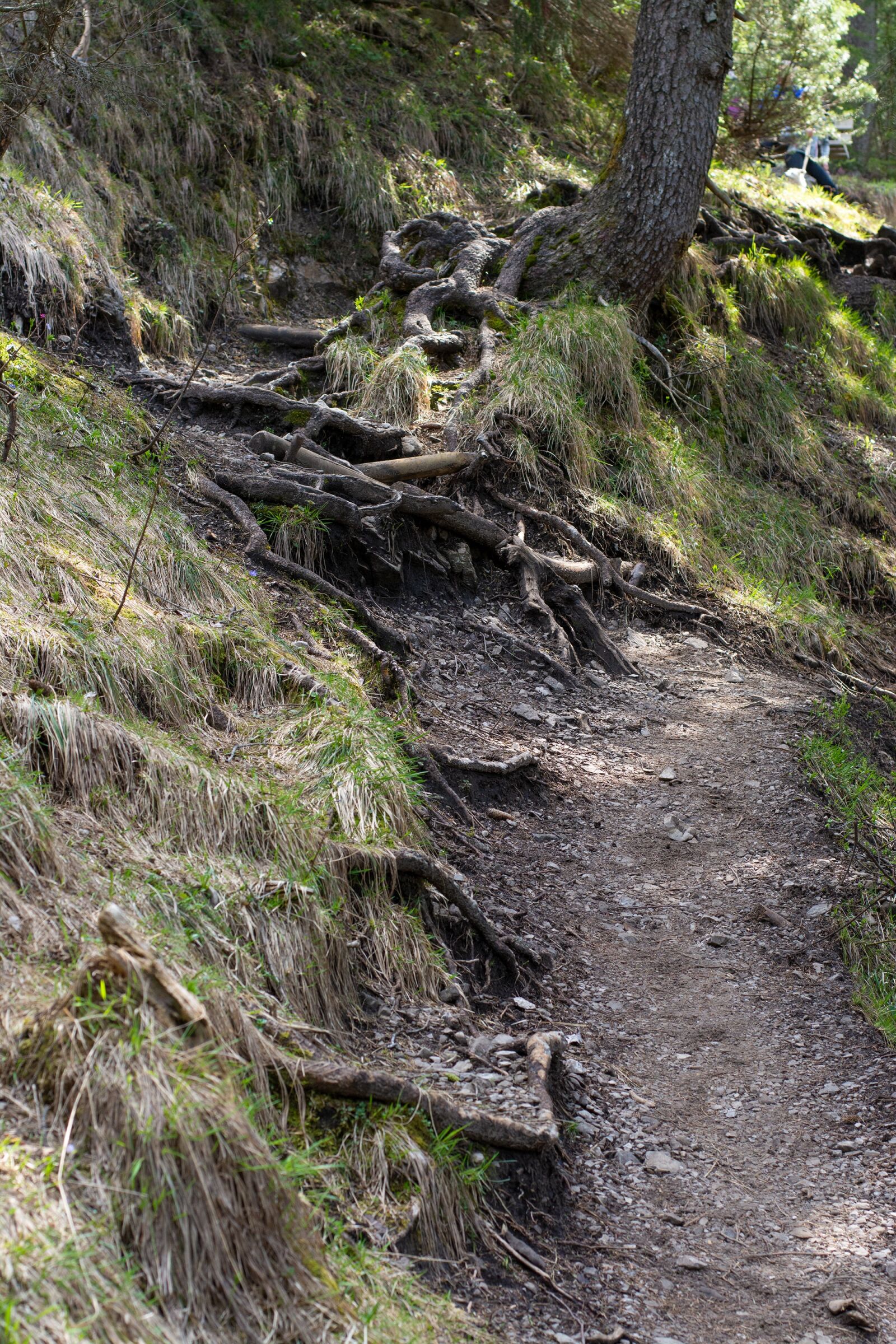 Nikon D7100 sample photo. Away, path, trail photography