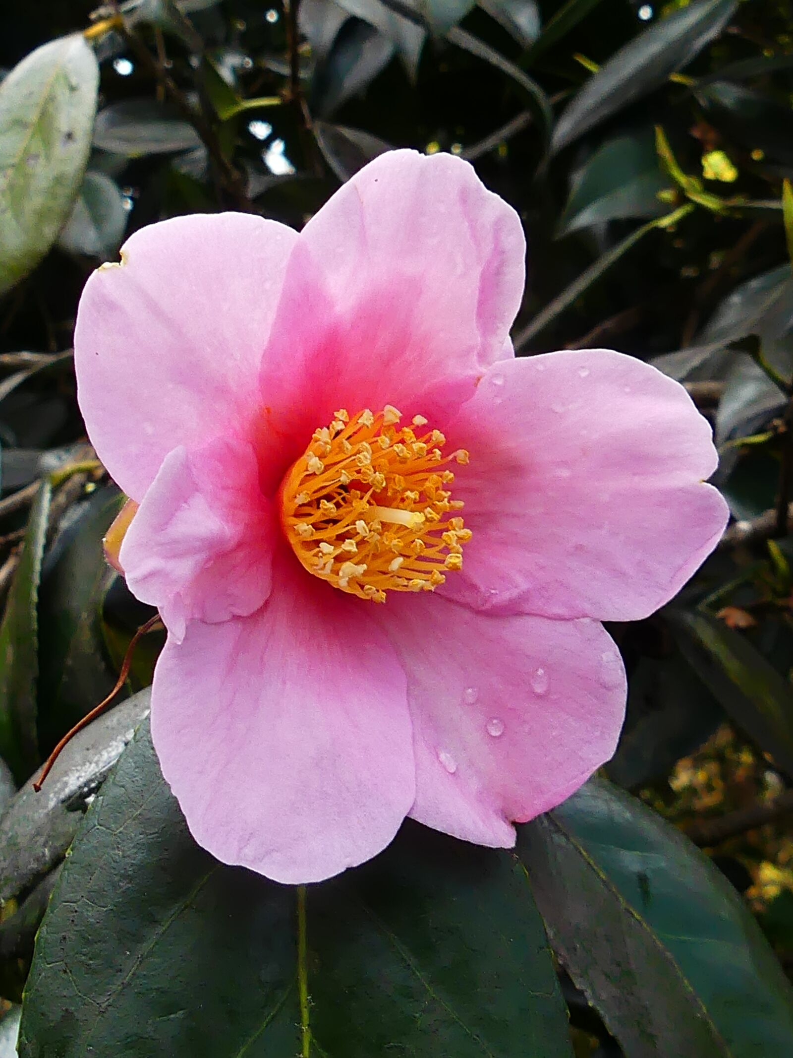 Panasonic Lumix DMC-FZ300 sample photo. Pink camellia, pink flower photography