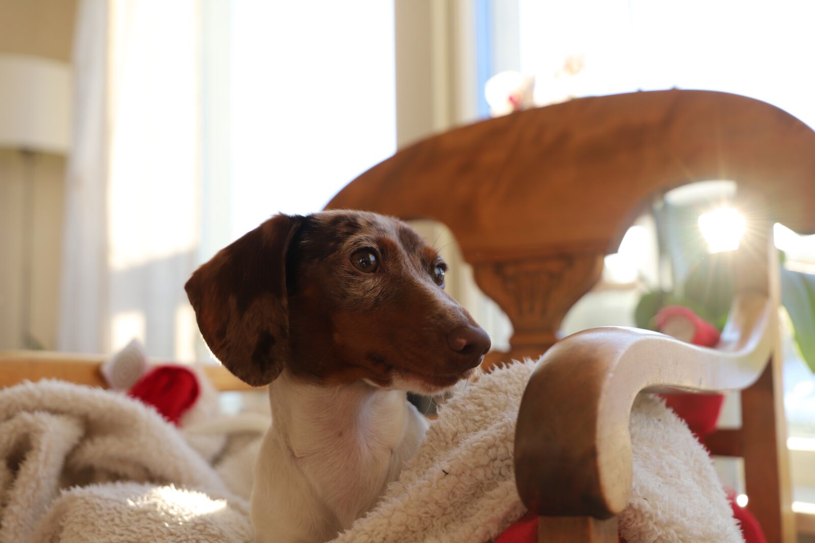 Canon EOS 6D Mark II sample photo. Cute, dog, domestic photography