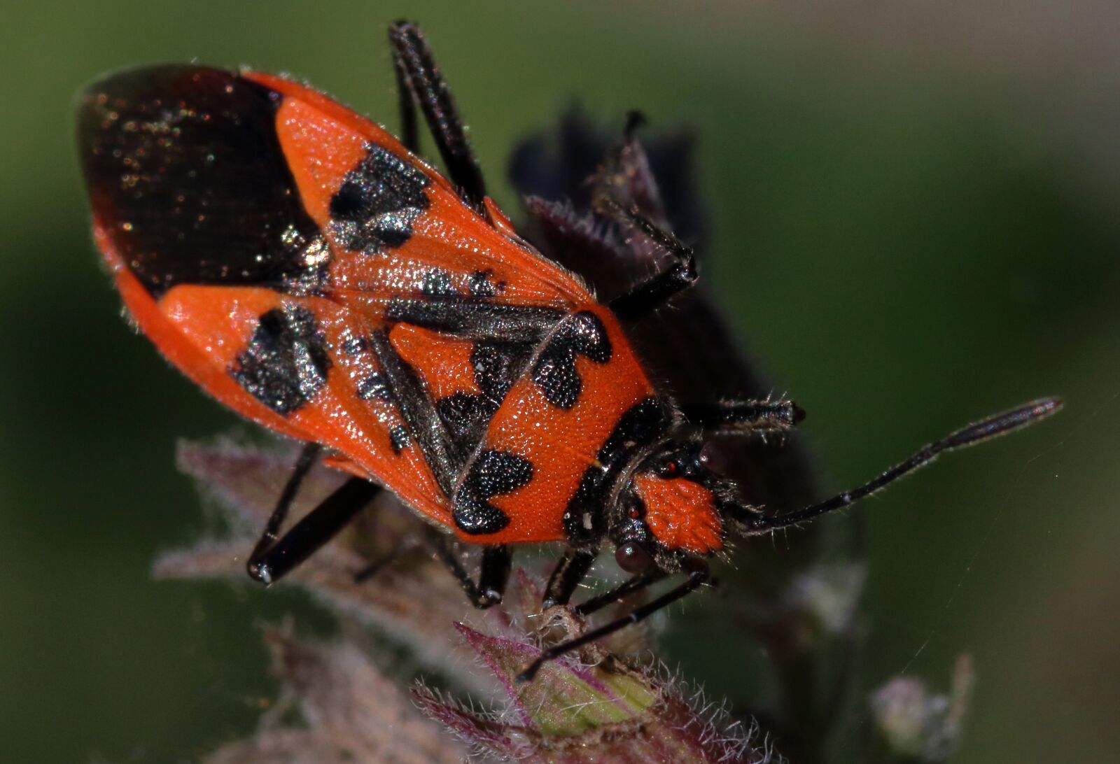 Canon EOS 80D sample photo. Cinnamon bug, insect, bug photography