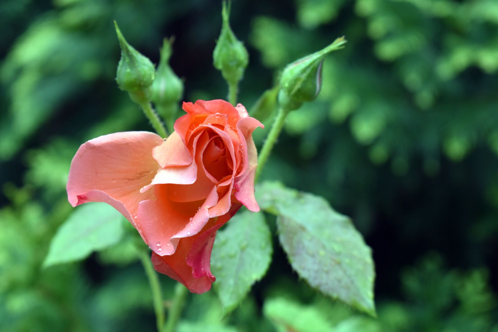 Nikon D3400 sample photo. Rose, young, flower photography