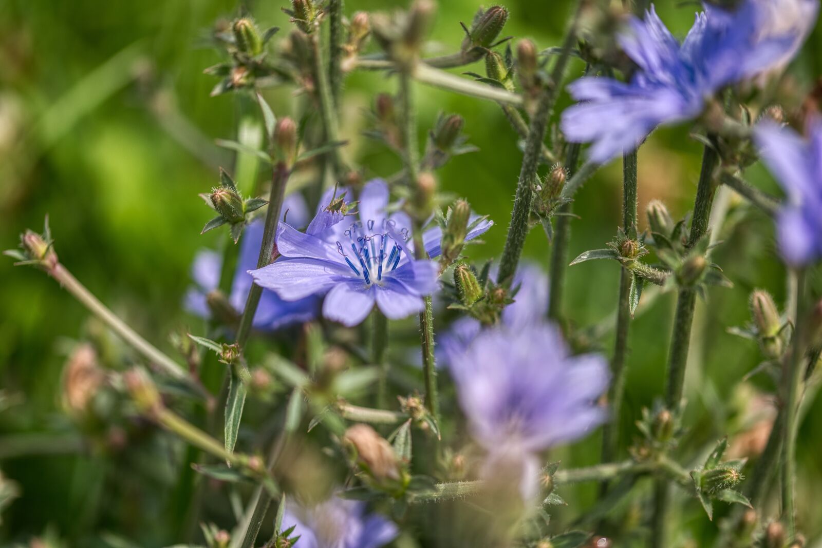 Nikon D750 sample photo. Common chicory, cichorium intybus photography