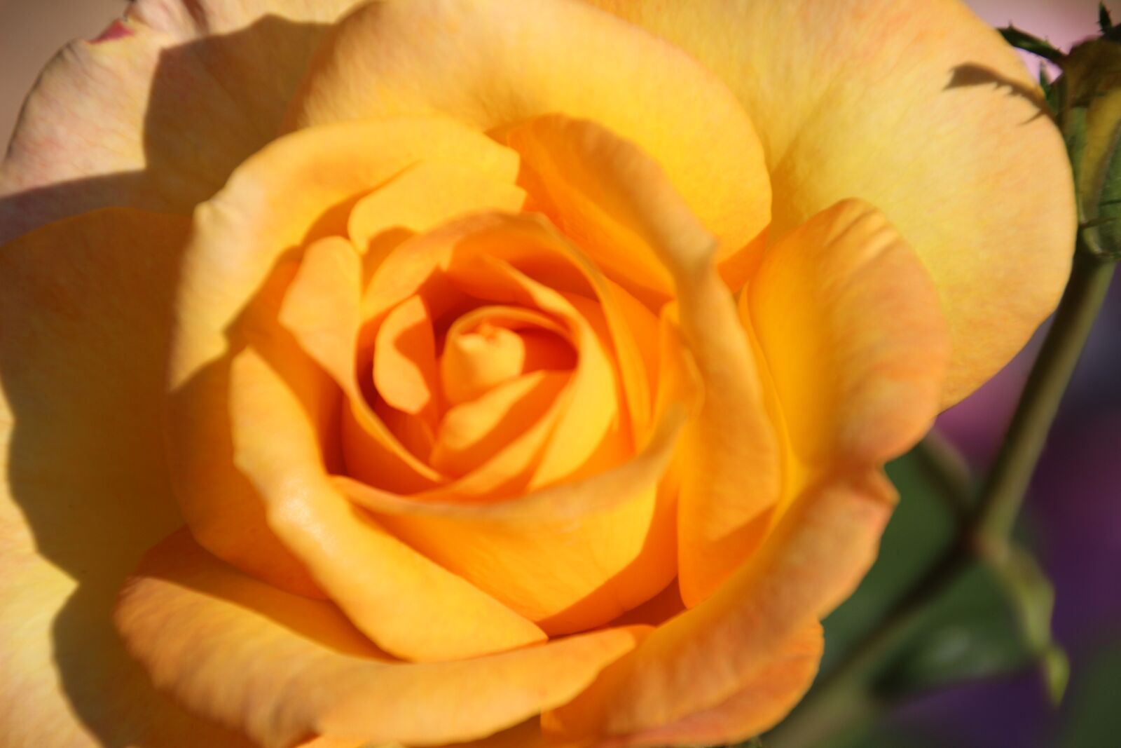 Canon EOS 100D (EOS Rebel SL1 / EOS Kiss X7) sample photo. Rose, yellow, flower photography