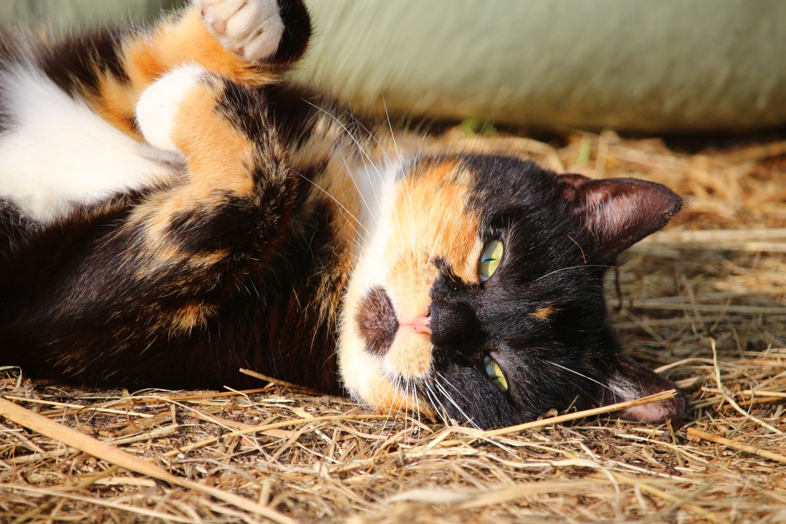 Canon EOS 100D (EOS Rebel SL1 / EOS Kiss X7) sample photo. Cat, mieze, lucky cat photography
