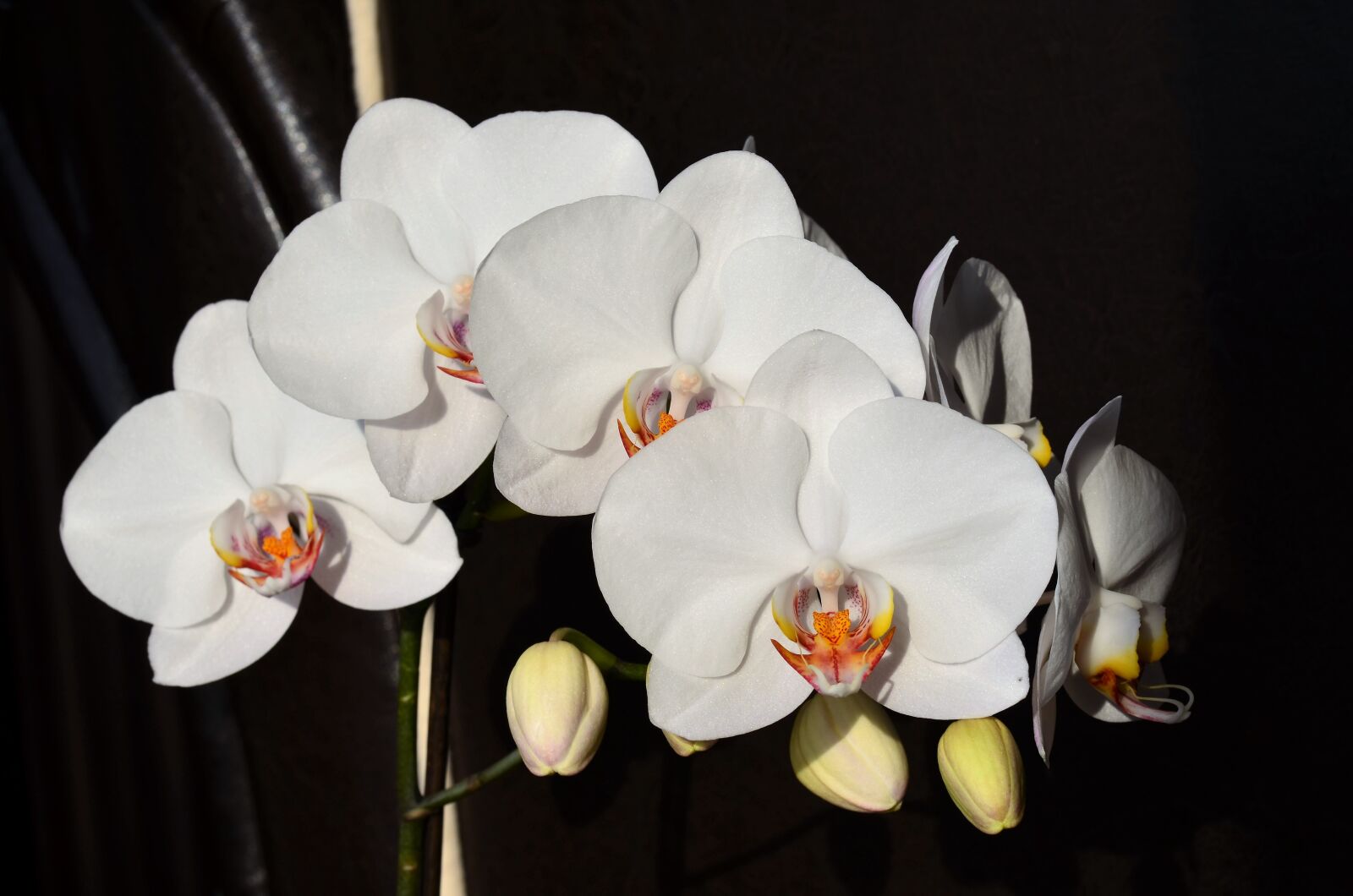 Nikon D5100 sample photo. Orchid, white, flower photography