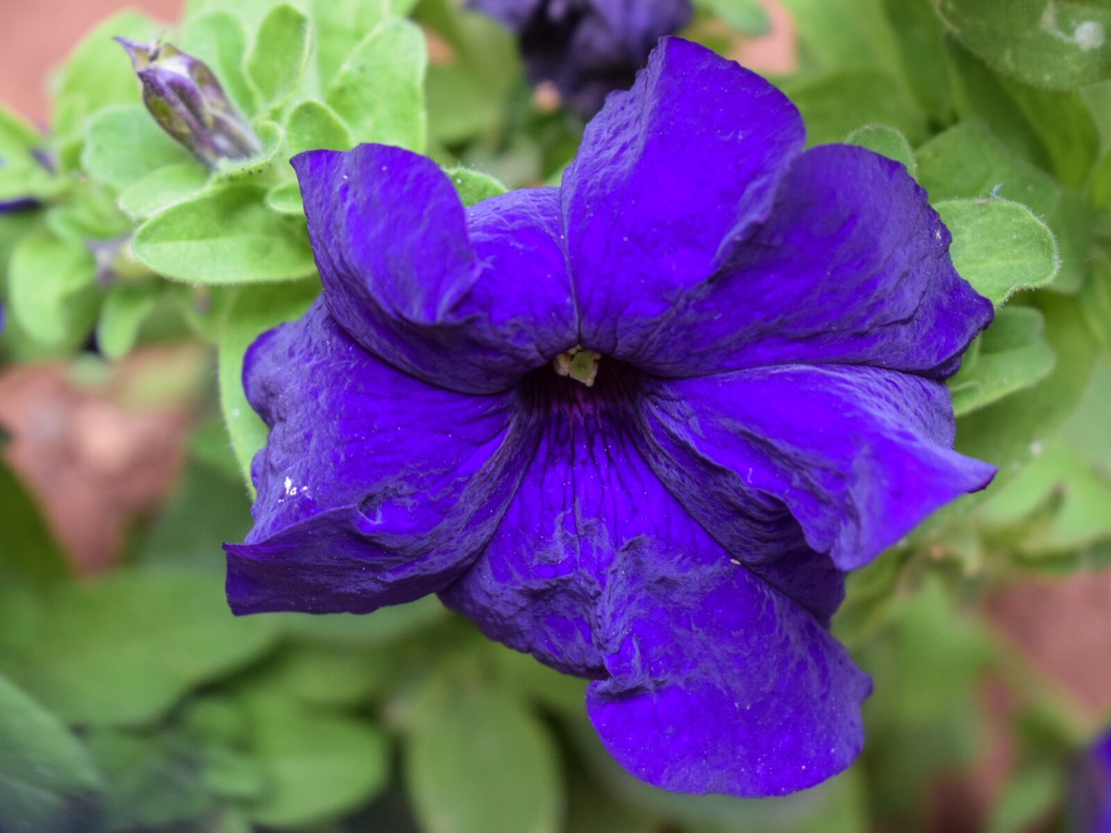 Nikon D3300 sample photo. Flower, purple, blossom photography