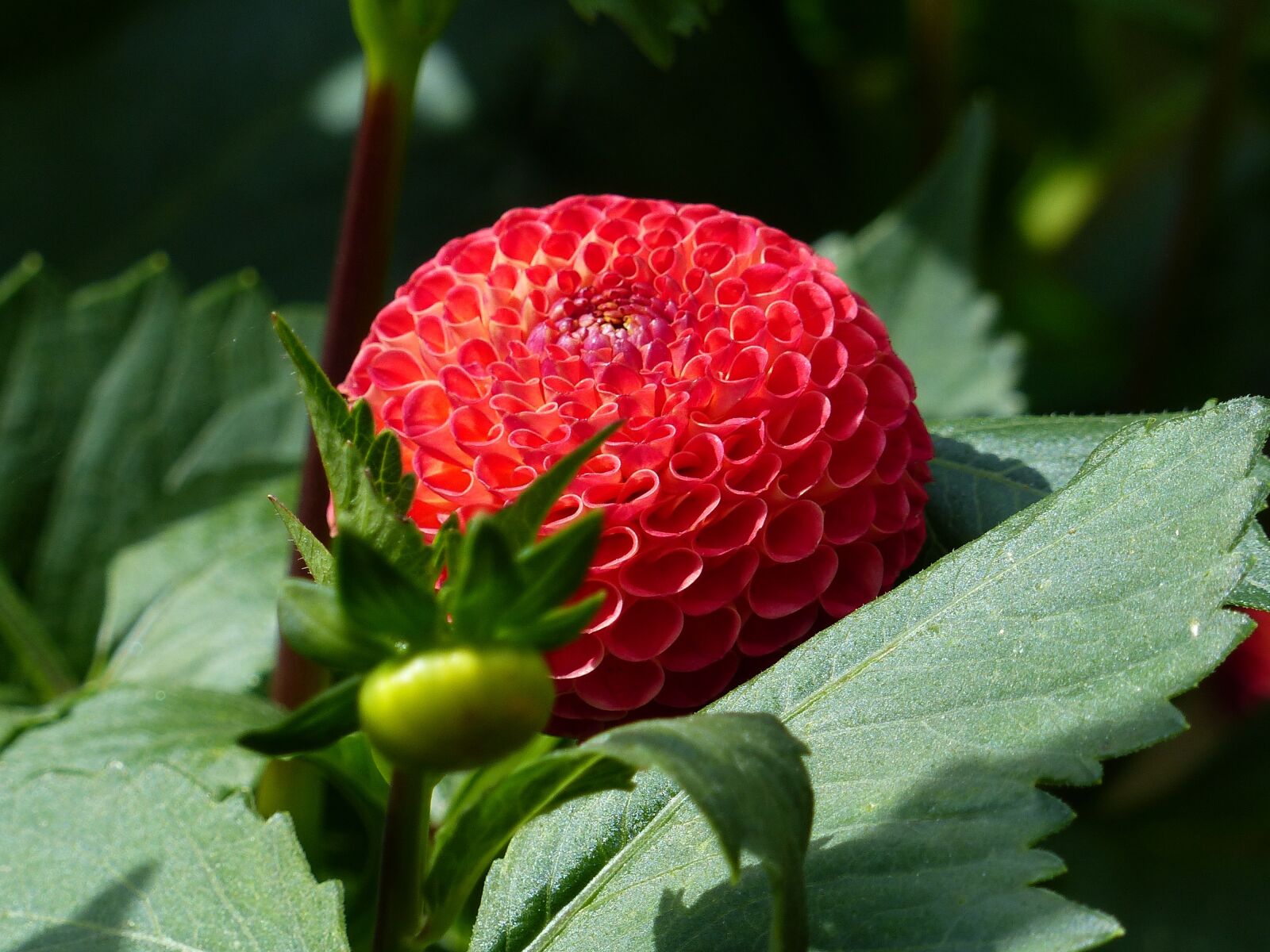 Panasonic Lumix DMC-FZ200 sample photo. Dahlia, pompom, flower photography
