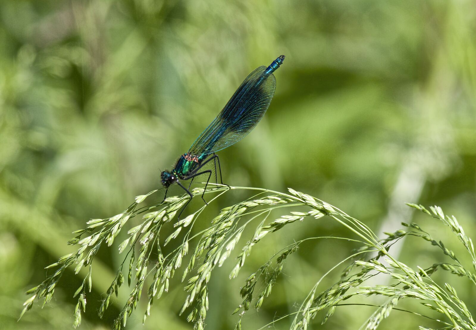 Canon EF-S 55-250mm F4-5.6 IS sample photo. Banded demoiselle, wings, metallic photography
