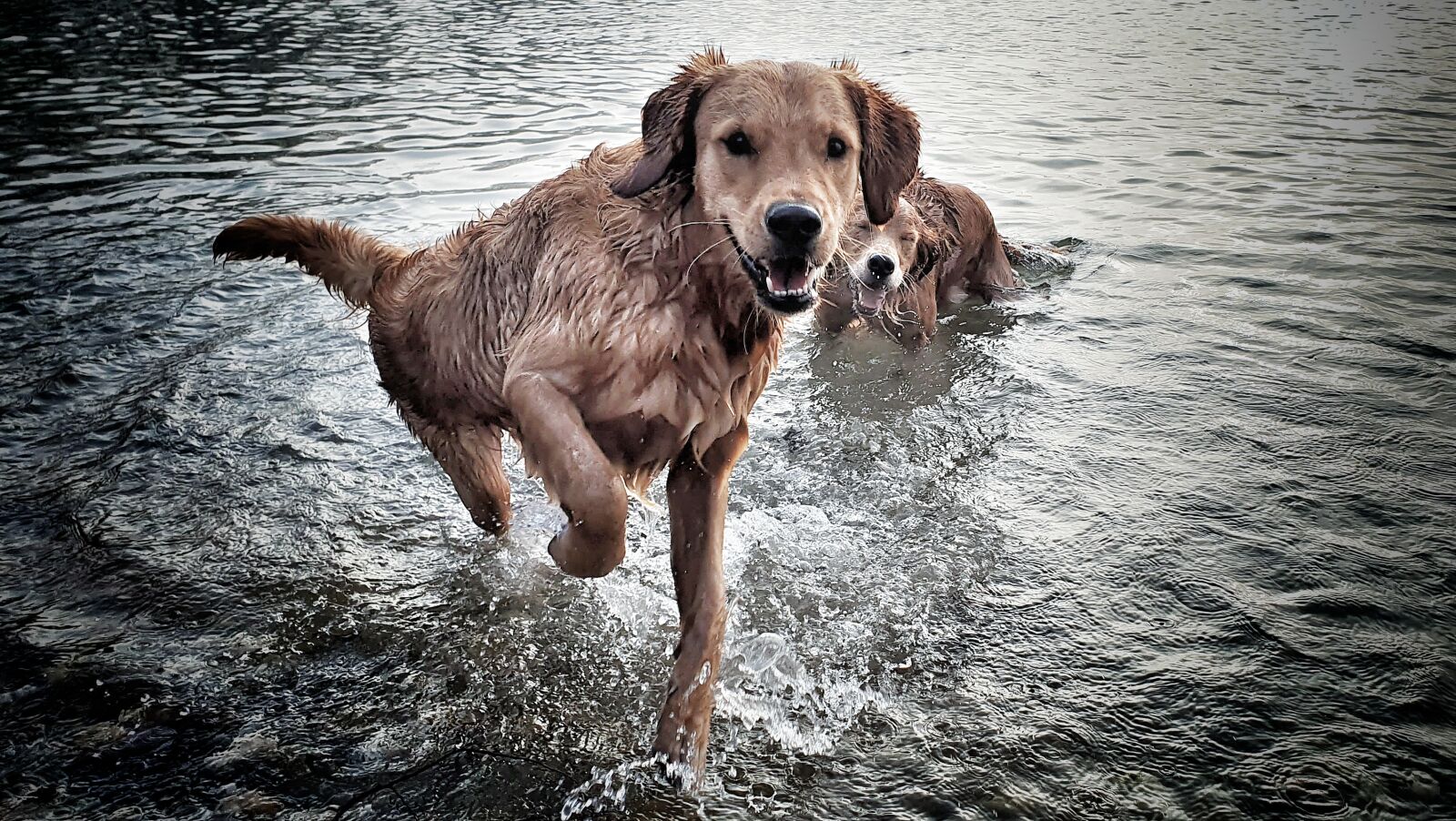 Samsung Galaxy S10 sample photo. Dog, water, pet photography