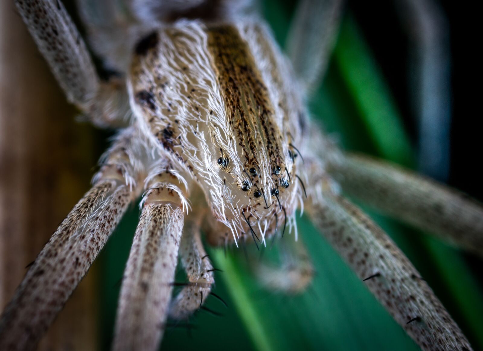 Sony a7R II sample photo. Macro, arachnids, paukoobraznoe photography