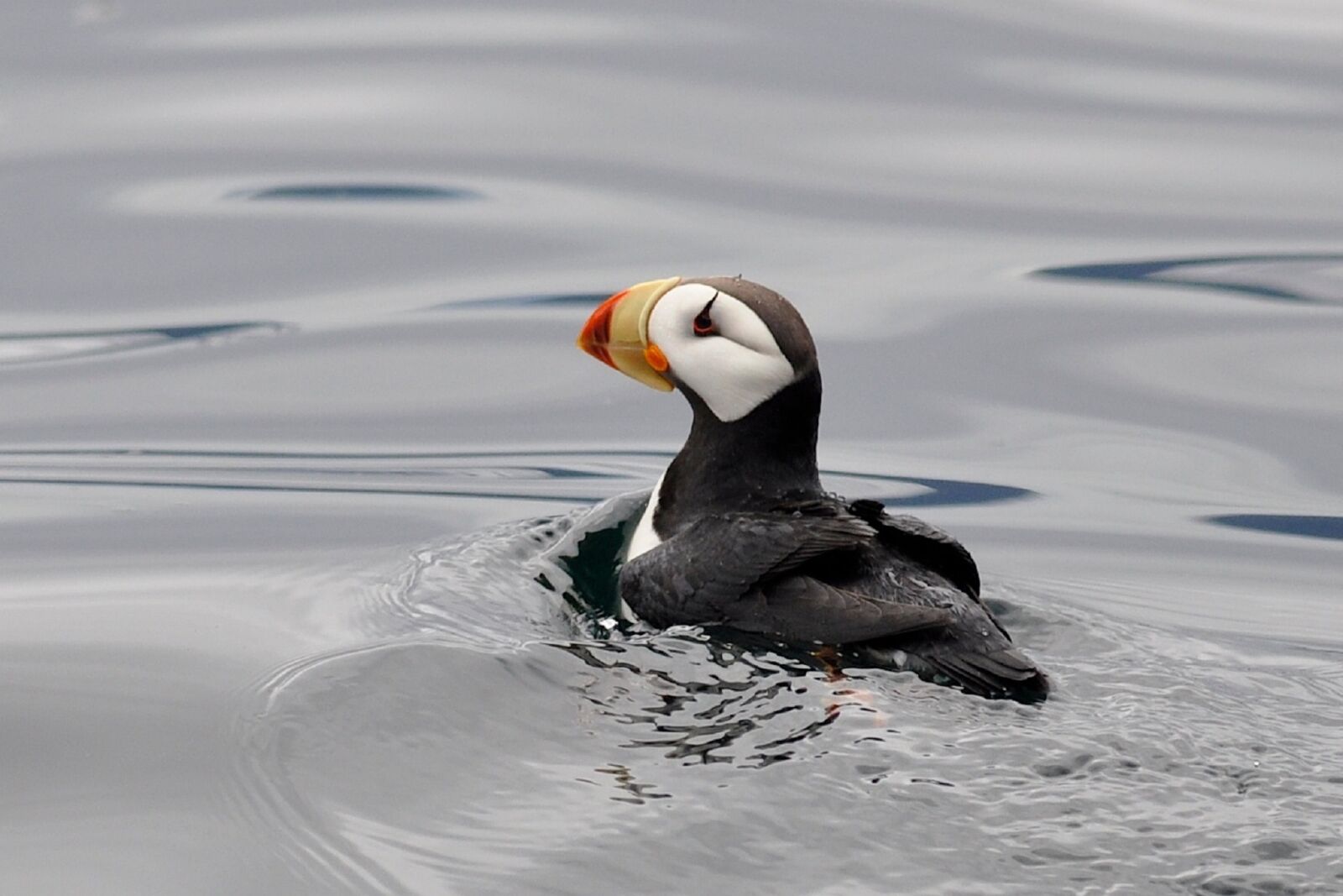 Nikon D5000 sample photo. Horned puffin, bird, wildlife photography