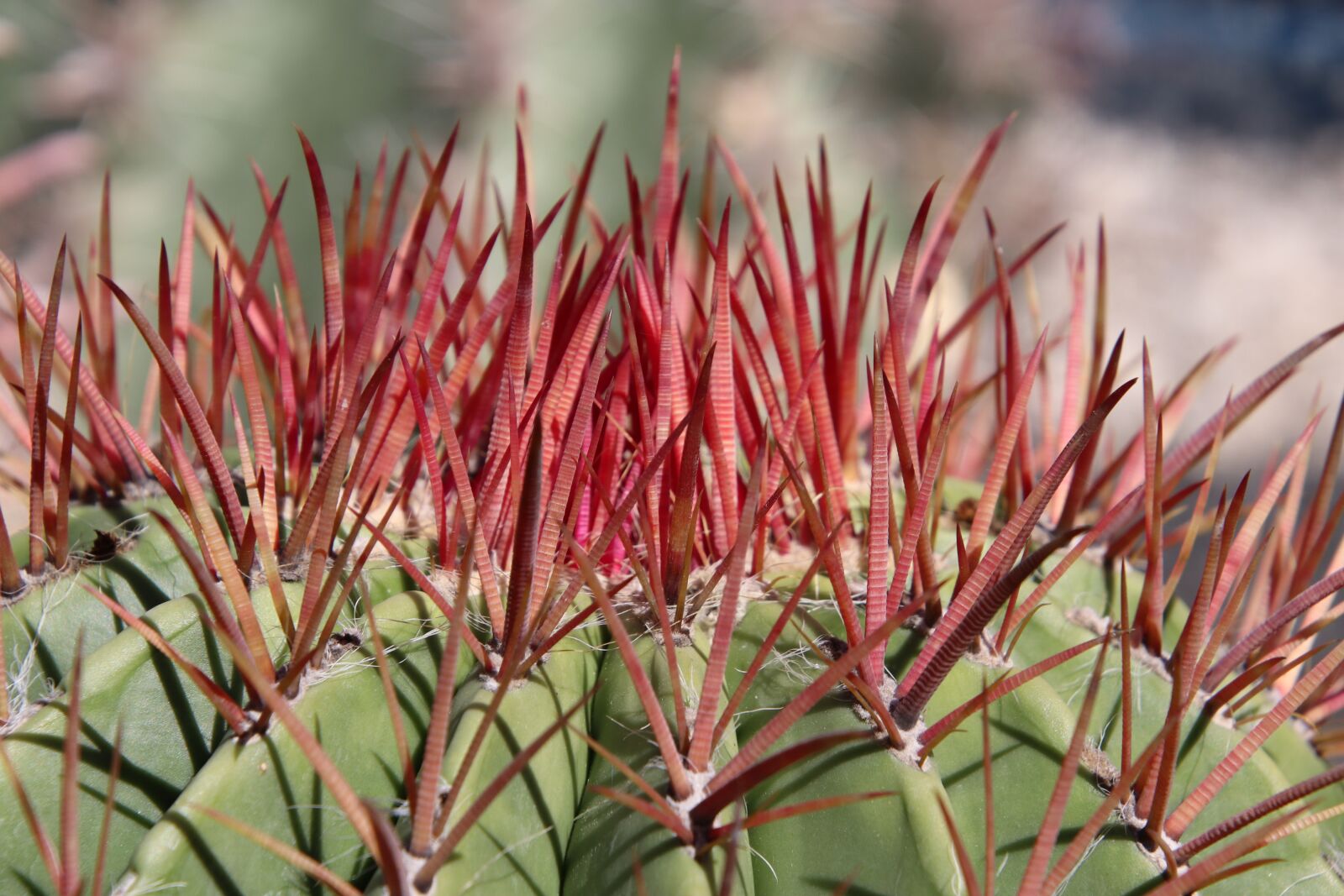 Canon EOS 800D (EOS Rebel T7i / EOS Kiss X9i) sample photo. Cactus, thorns, spice photography