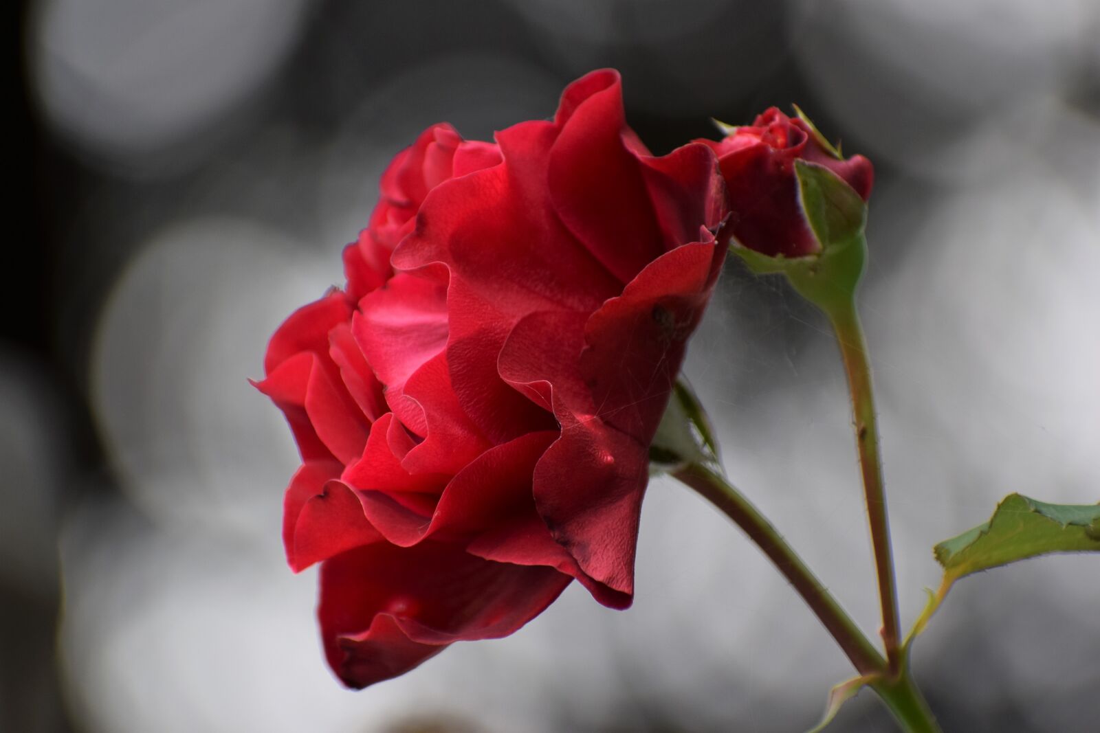 Nikon D3300 sample photo. Red rose, flower, blooming photography