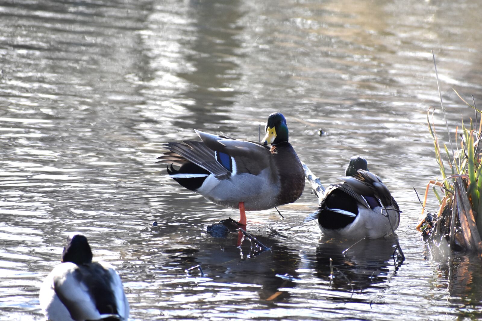 Nikon D3400 sample photo. Ducks, mallard, bird photography