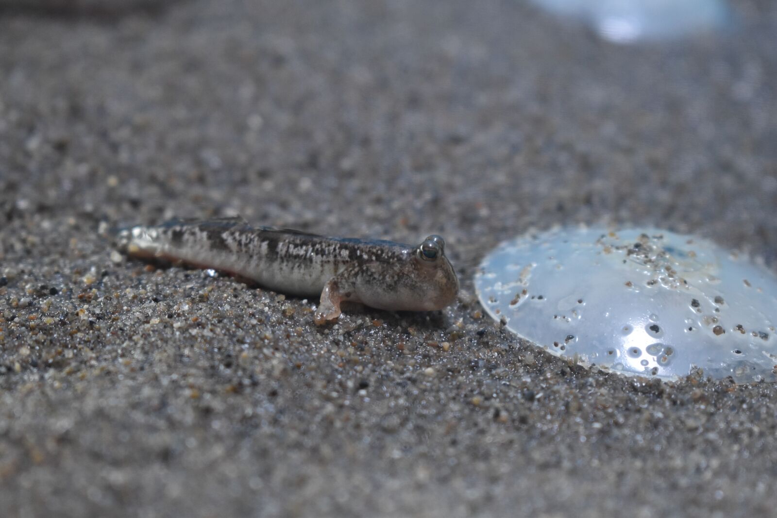 Nikon D5600 sample photo. Gray, goby, fish photography