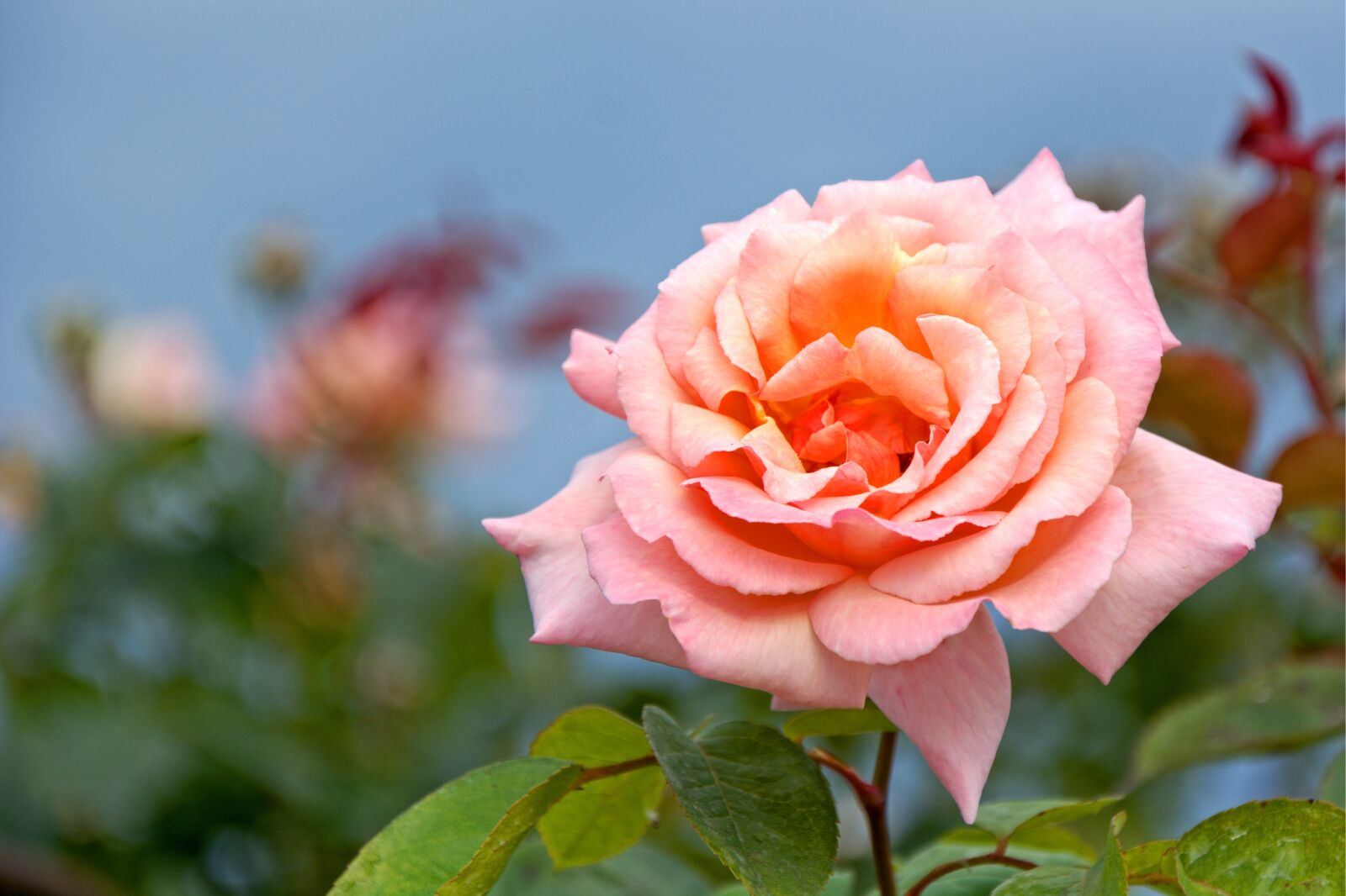 18.0-105.0mm f/3.5-f/5.6 sample photo. Rose, blossom, bloom photography