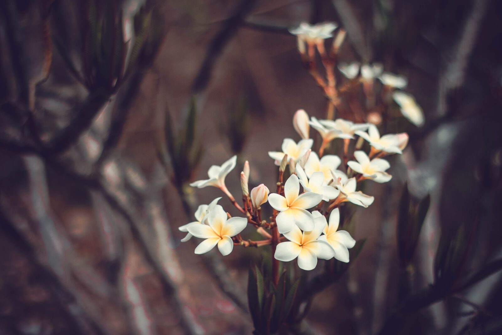 Canon EOS 7D + Canon EF 50mm F1.8 II sample photo. Bloom, blossom, flowers photography