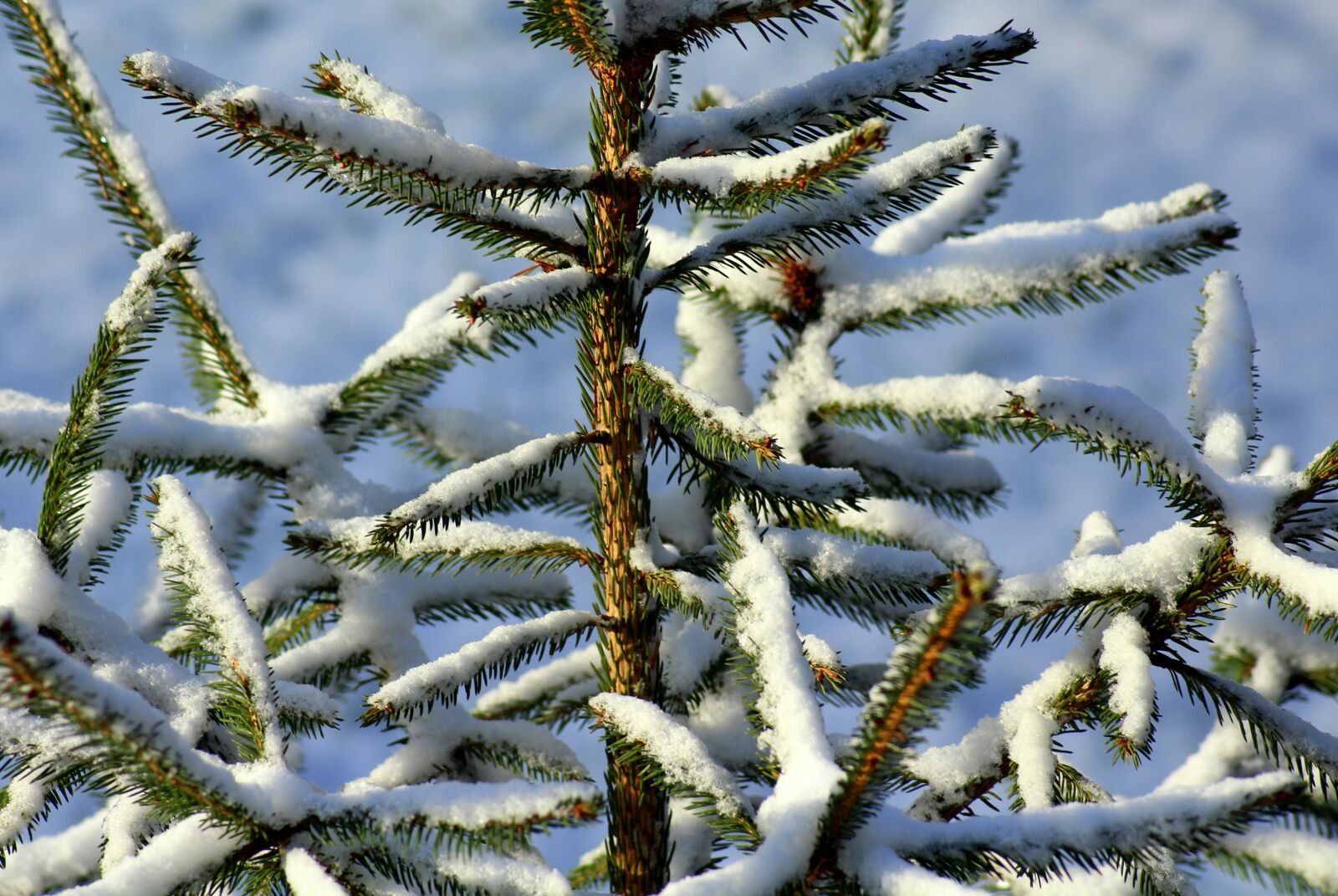Canon EOS 1200D (EOS Rebel T5 / EOS Kiss X70 / EOS Hi) sample photo. Winter, christmas tree, iglak photography