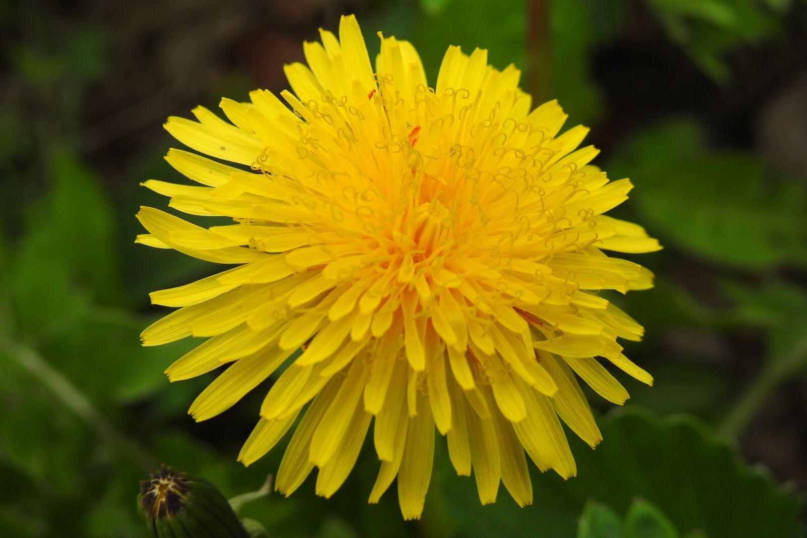 Nikon Coolpix P900 sample photo. Nature, plant, flower photography