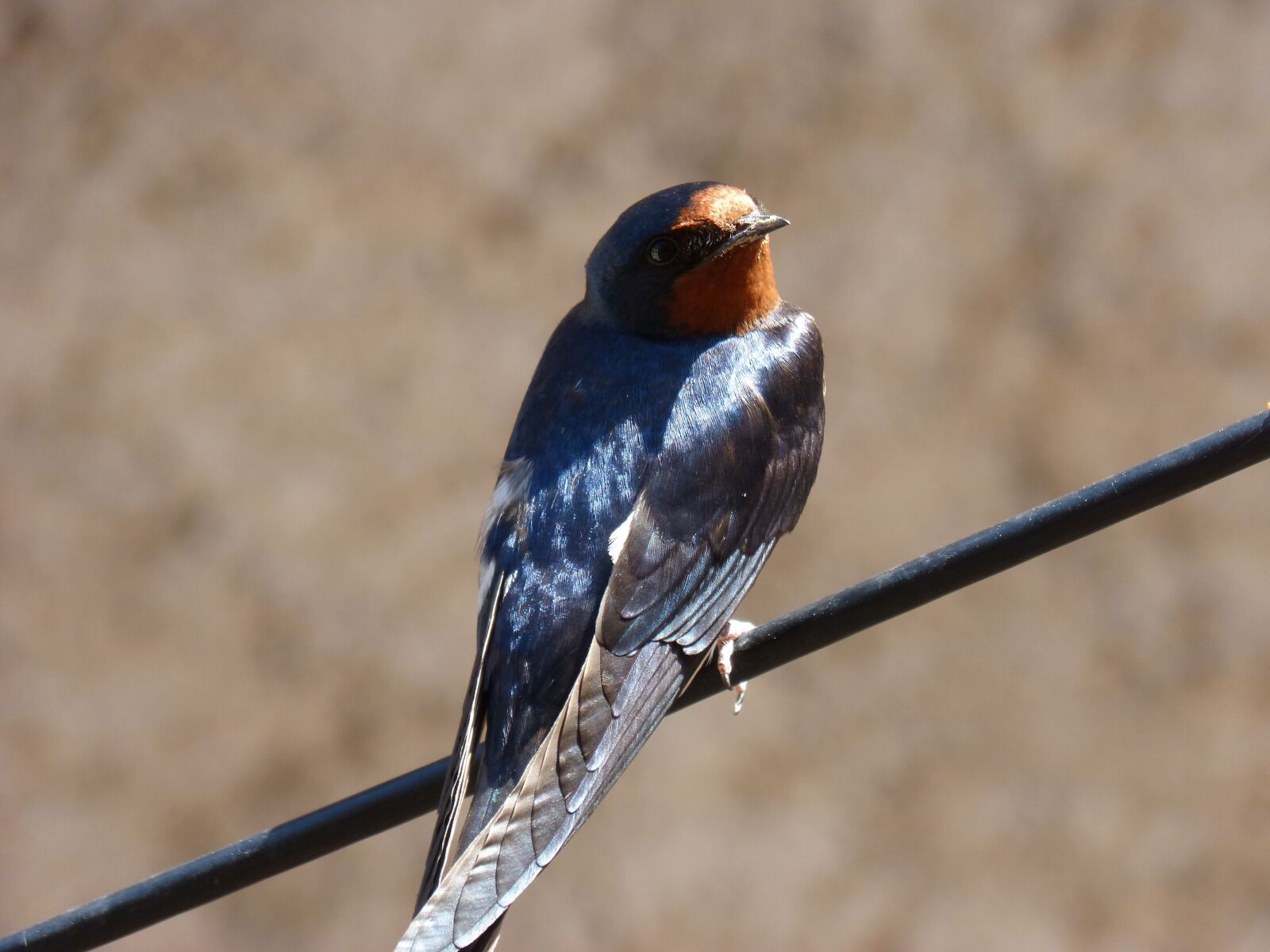Panasonic DMC-FZ62 sample photo. Swallow, hirundo rustica, oreneta photography