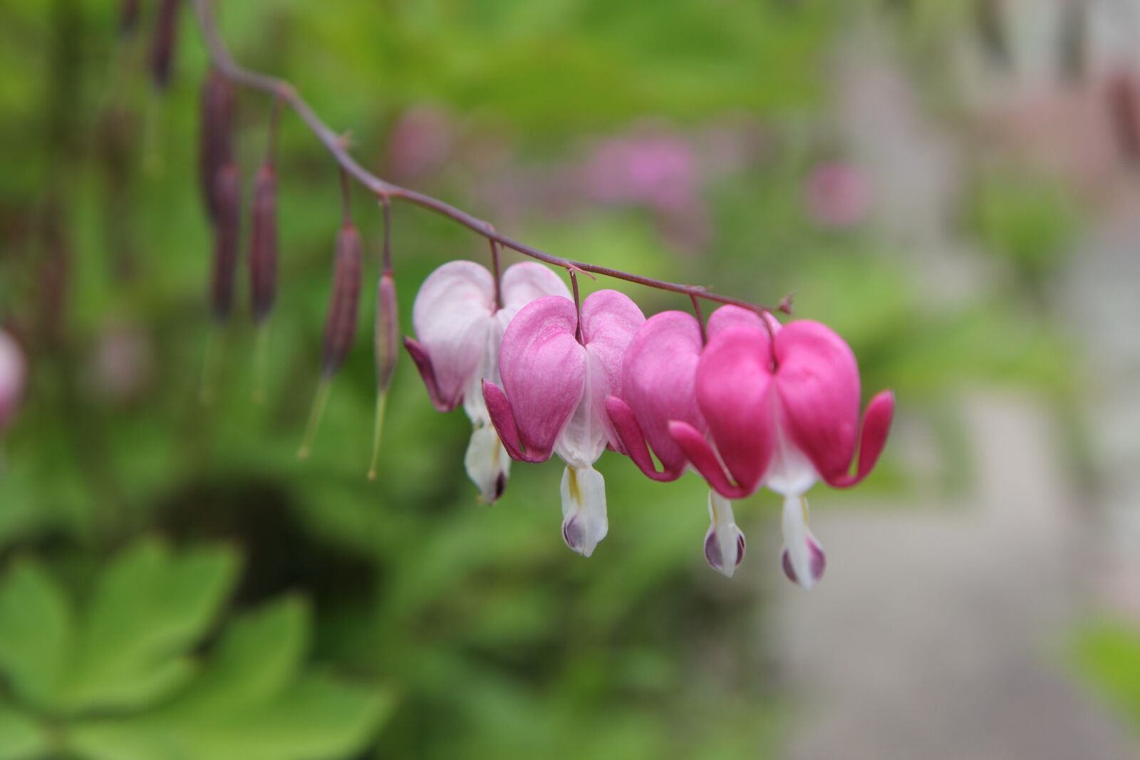 Canon EOS 60D sample photo. Nature, plants, garden photography