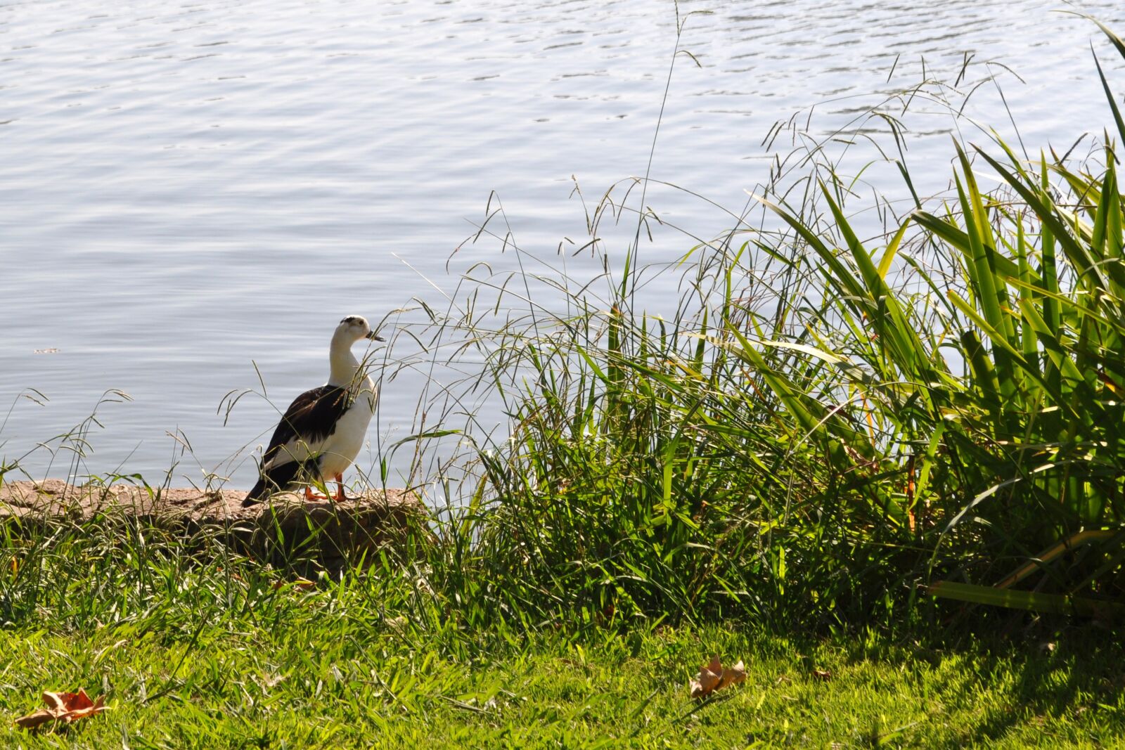 Nikon D5000 sample photo. Goose, nature, lake photography