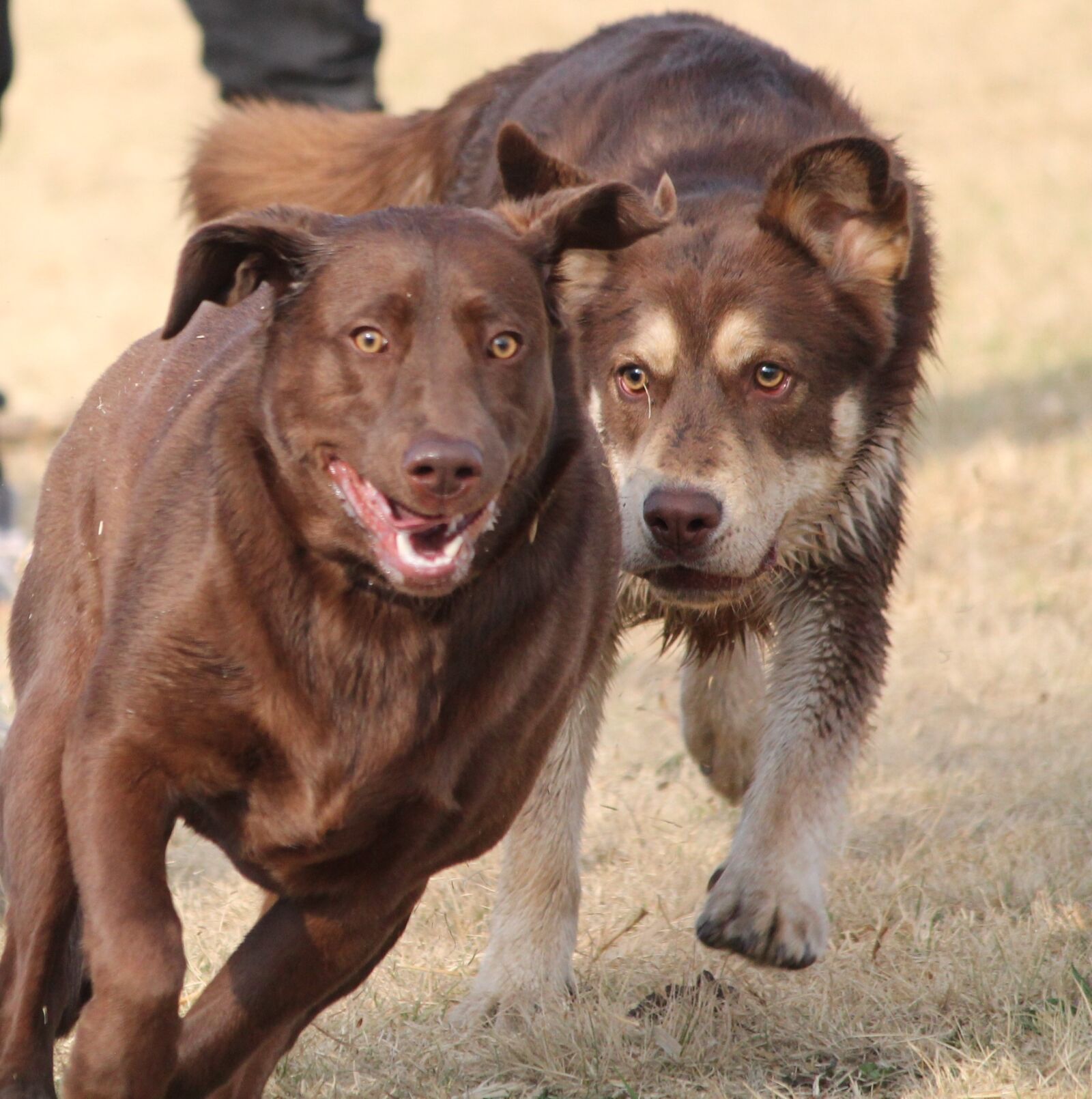 Canon EOS 1100D (EOS Rebel T3 / EOS Kiss X50) sample photo. Dogs, chase, play photography