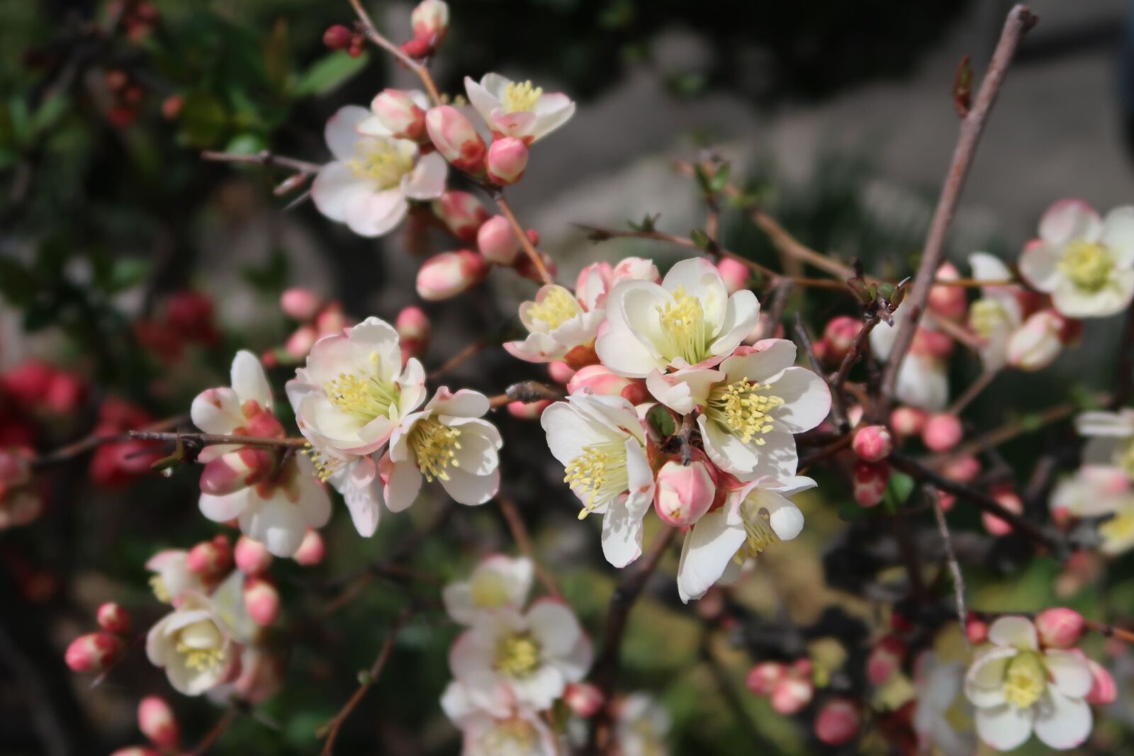Canon PowerShot G7 X Mark II sample photo. Natural, flowers, seasonal photography