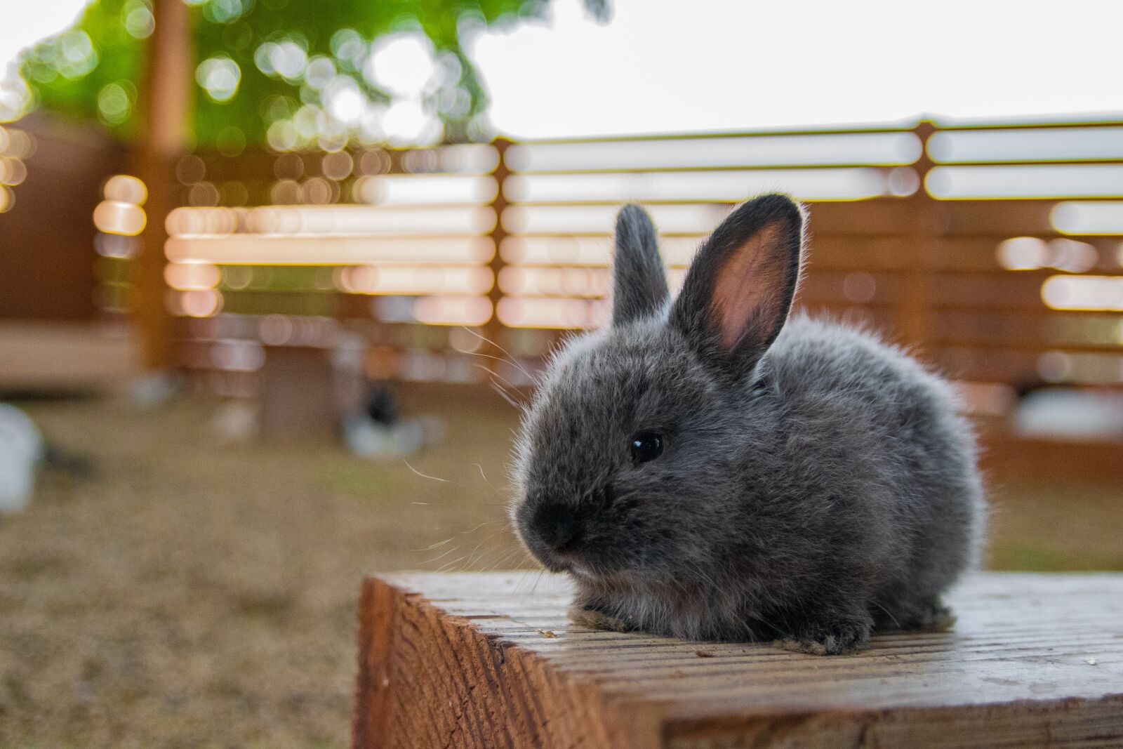 Nikon D7500 sample photo. Rabbit, small, animal photography