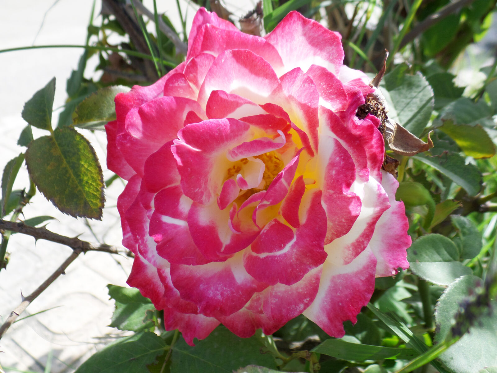 Samsung WB800F sample photo. Beautiful, flowers, beautiful, rose photography