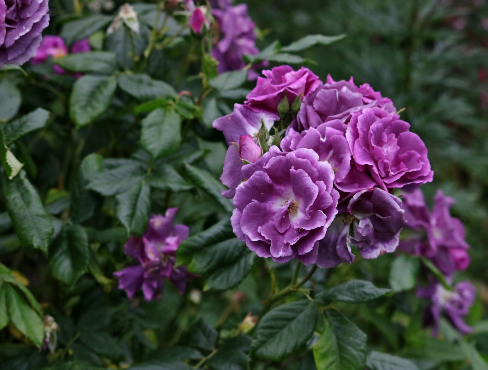 Canon EOS 750D (EOS Rebel T6i / EOS Kiss X8i) sample photo. Flower, purple, plant photography