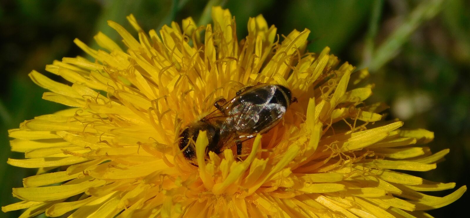 Nikon Coolpix L840 sample photo. Bee, dandelion, flower photography