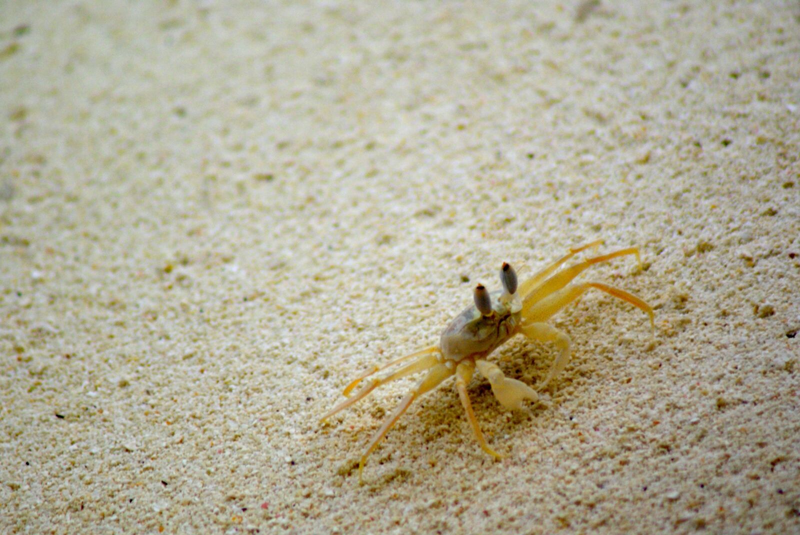 Sony Alpha DSLR-A200 sample photo. Crab, sand, beach photography