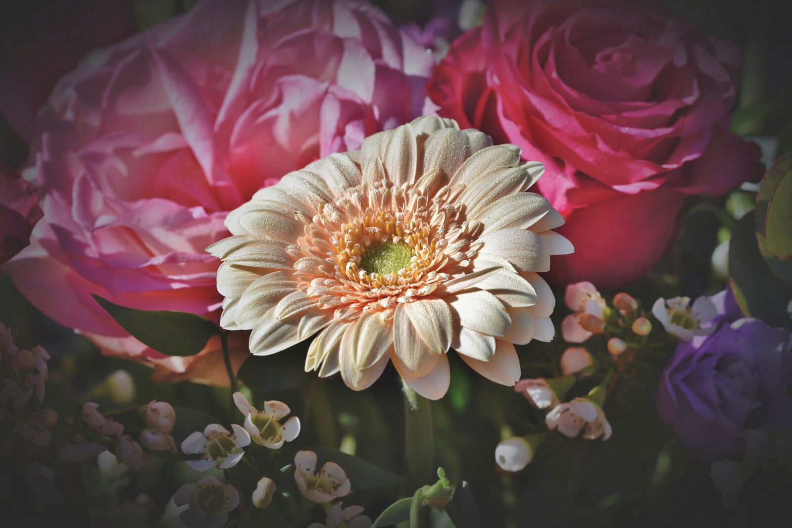 Nikon D7200 sample photo. Gerbera, blossom, bloom photography