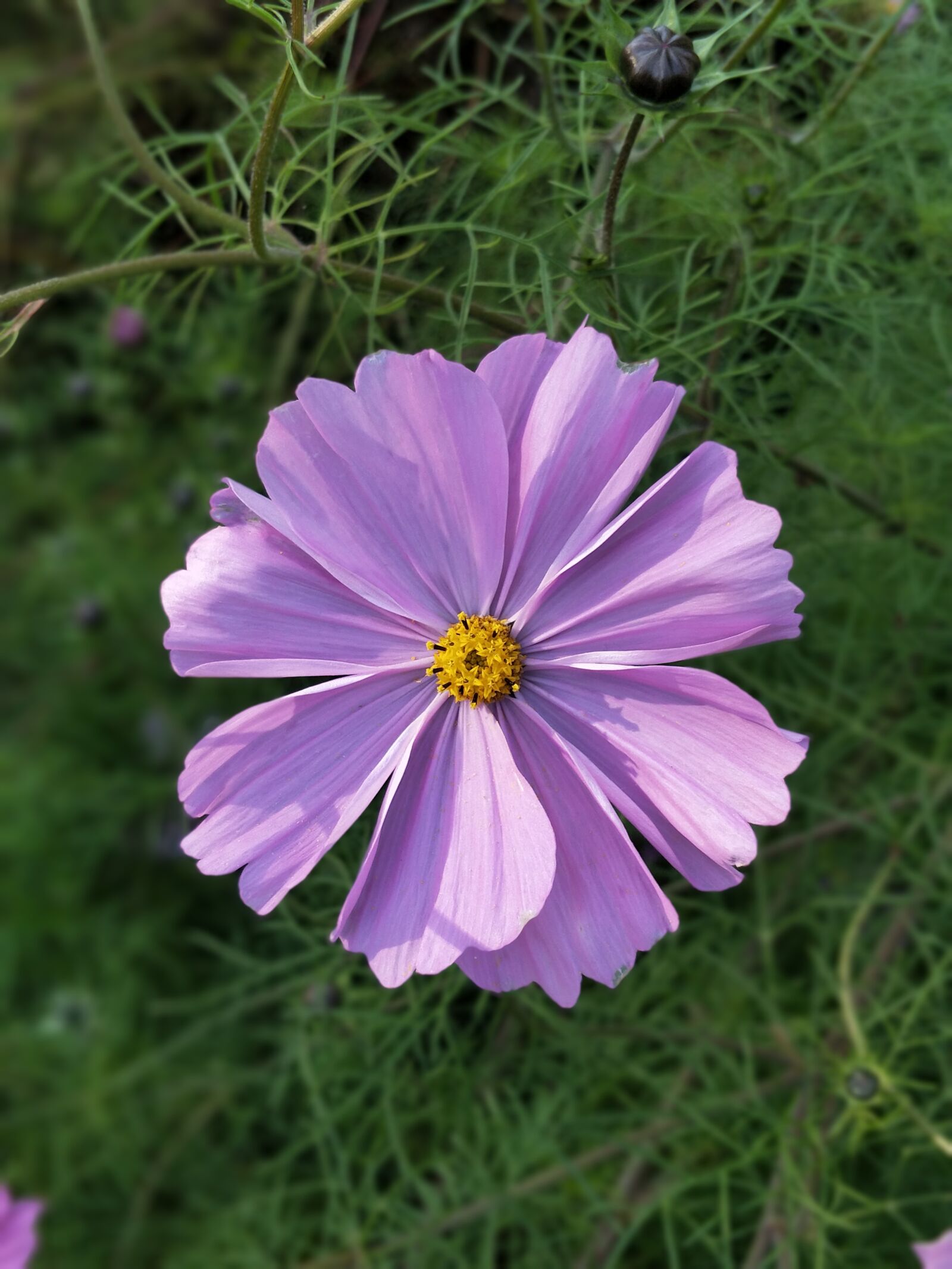 OnePlus 5 sample photo. Nature, flower, summer photography