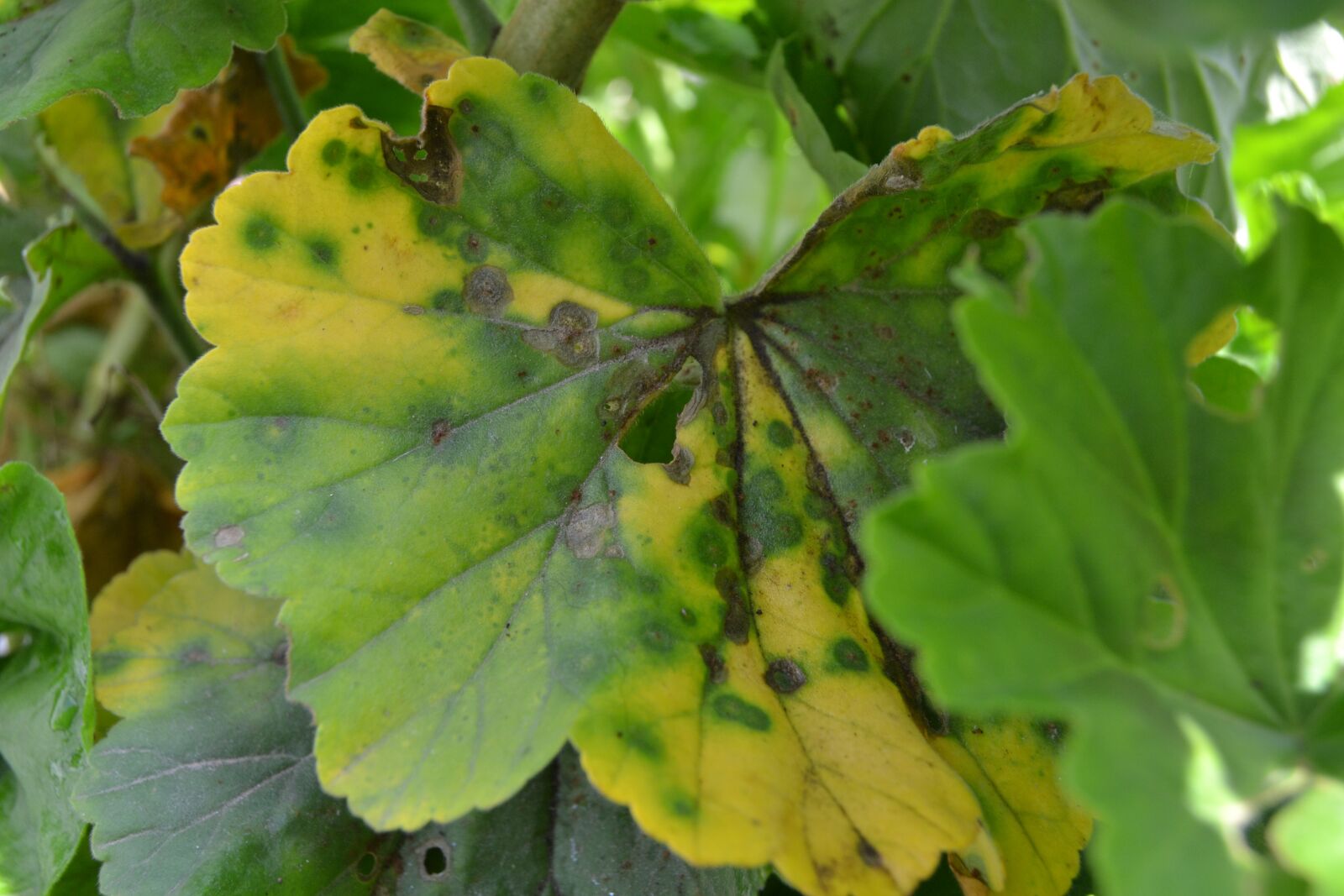 Nikon D3100 sample photo. Plant, green, leaves photography