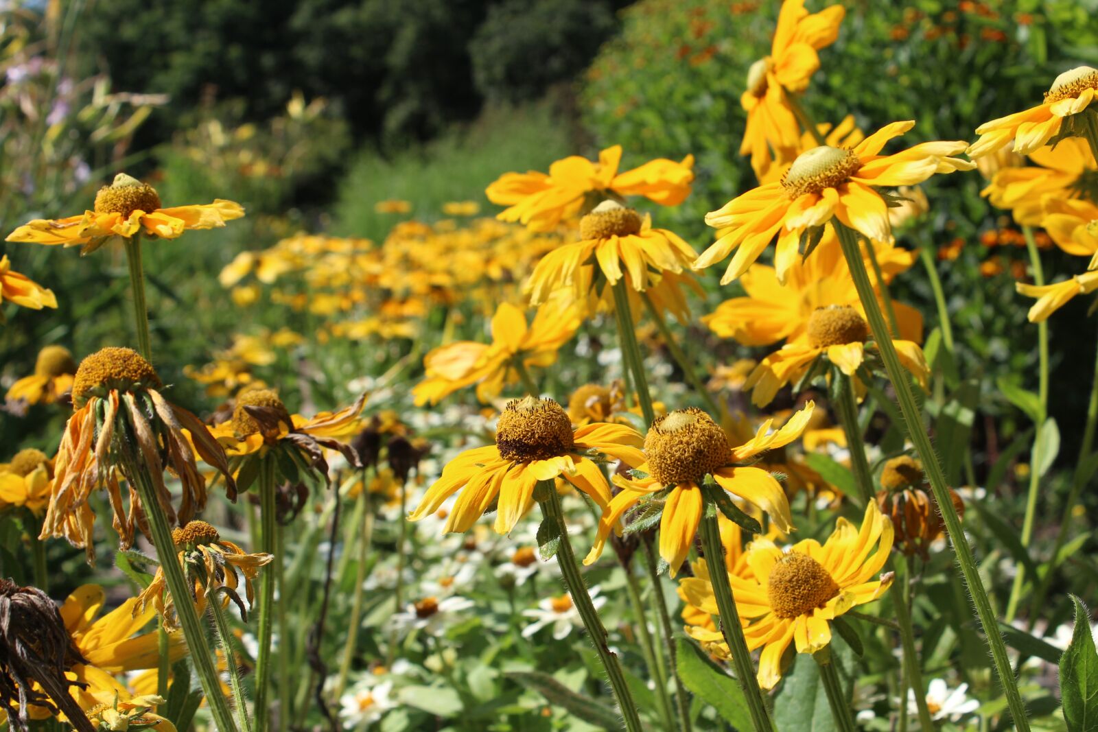 Canon EOS 1300D (EOS Rebel T6 / EOS Kiss X80) sample photo. Flowers, coneflower, perennials photography