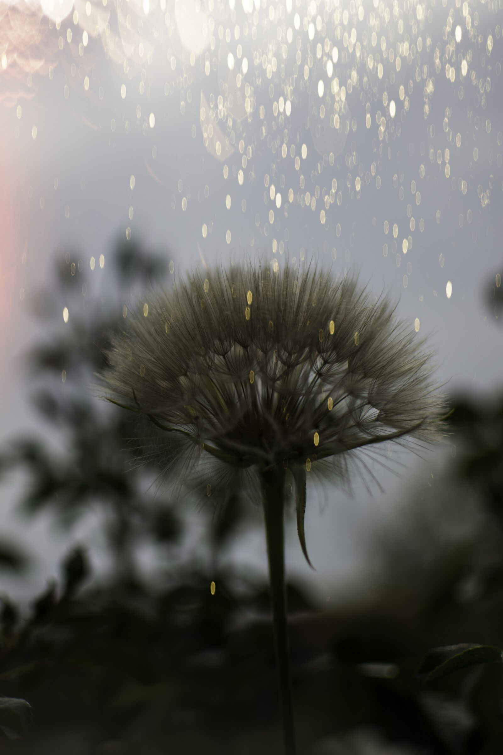 Nikon D7200 sample photo. Dandelion, evening light, backlighting photography